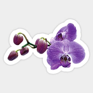 Purple Orchids With Buds Sticker